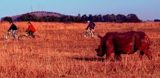 Riding with the Rhinos